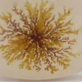 تصویر سنگ شجر کد 2379 