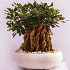 تصویر بنسای میخک 