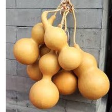 تصویر کدو قلیونی چوبی 