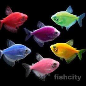 تصویر کالرویدو 