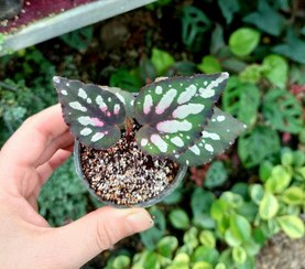 تصویر گیاه تراریومی بگونیا سایز نشایی