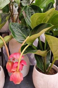 تصویر خرید ارکیده فیلیپینی برای چیدمان اتاق انتظار مطب 