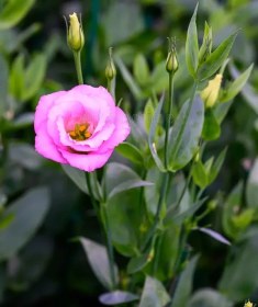 تصویر بودکور ست کاتر گلسازي برگ ليسي آنتوس 230090 