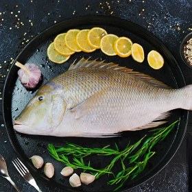 تصویر ماهی شعری 