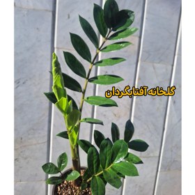 تصویر زاموفیلیا سبز گلدان 14 