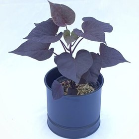 تصویر سیب زمینی شیرین سایز 14 