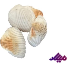 تصویر صدف کد 1170022 