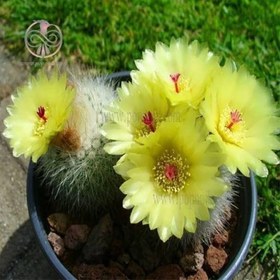 تصویر بذر کاکتوس پارودیا اسکوپا 10 عددی 