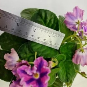 تصویر بنفشه آفریقایی واریته DS_Pink 