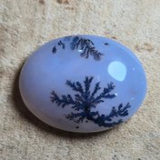 تصویر شجر قائن واضح زیبا.خاص 