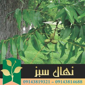 تصویر نهال گردو پکان آمریکایی 