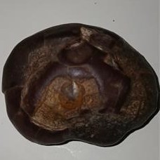 تصویر فسیل قدیمی دریایی 