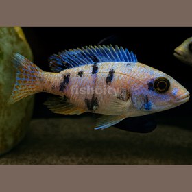 تصویر سیچلاید آفریقایی 