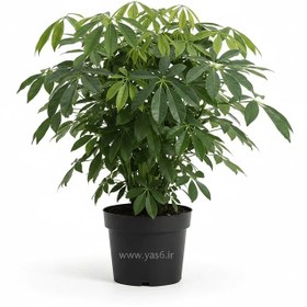 تصویر شفلرا سبز 