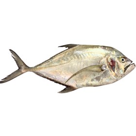 تصویر ماهی مقوا سفید 