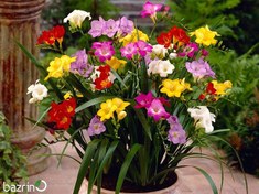 تصویر پیاز گل فریزیا معطر میکس 
