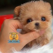 تصویر سگ مالتیز جیبی 