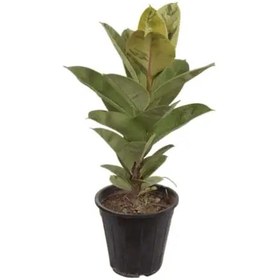 تصویر فیکوس ببری سطل 4 