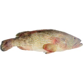 تصویر ماهی هامور تازه ۱ کیلوگرم 