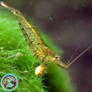 تصویر فروشگاه شیراز ویواریوم