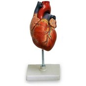 تصویر مولاژ قلب طبیعی دوقسمتی (جدید) 