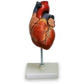 تصویر مدل قلب انسان اندازه طبیعی دوقسمتی 