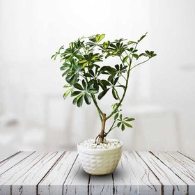 تصویر درختچه شفلرا 