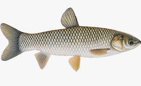 تصویر ماهی آمور 