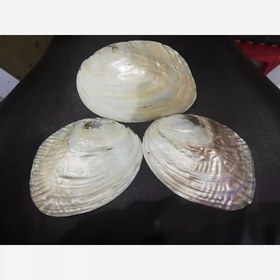 تصویر صدف مروارید ساز بزرگ براق 