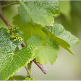 تصویر بودکور وينر سيليکوني برگ انگور 2100279 