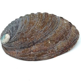 تصویر صدف آبالون بزرگ 