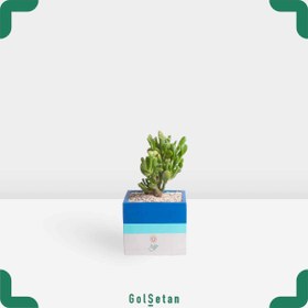 تصویر کراسولا سم اسبی 