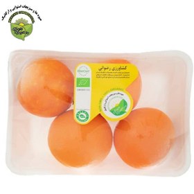 تصویر پرتقال جنوب 