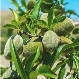 تصویر بادام مامایی 