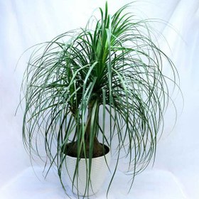 تصویر گل لیندا 