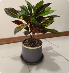 تصویر کود مخصوص گل کروتون ۱۲۰ سی سی 