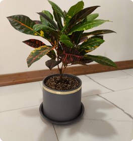 تصویر کود مخصوص گل کروتون ۱۲۰ سی سی 