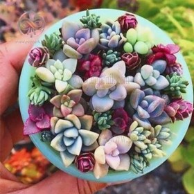 تصویر بذر ساکولنت میکس 10 عددی 