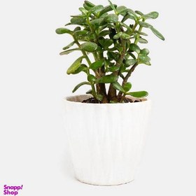 تصویر گلدان طبیعی کراسولا 