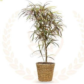 تصویر کروتون رشته ای 