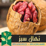 تصویر نهال گردو توسرخ 