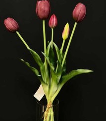 تصویر گل لاله 