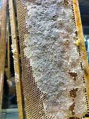 تصویر عسل چنبره خود بافت ۱کیلویی 