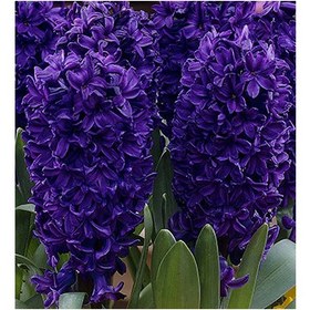 تصویر پیاز گل سنبل 