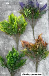 تصویر بچه سرخس ریشه دار 