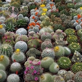تصویر بذر کاکتوس میکس 10 عددی 