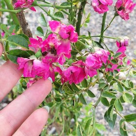 تصویر نسترن رونده قرمز مقاوم و سریع رشد 