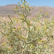 تصویر خوشاریزه کوهی خشک( گل و ساقه گیاه ) 500 گرمی کوههای شهر حنا از شهرهای استان اصفهان (خارکلبیا ) 