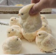 تصویر جوجه اسکوییشی ضد استرس 