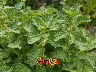 تصویر عرق فراسیون 11811